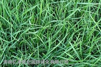 高羊茅草坪种子
