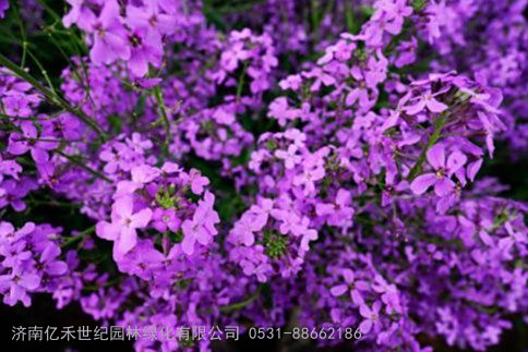 二年生花卉种子  蓝香芥花种