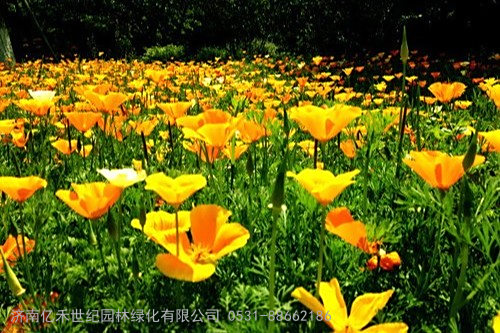 宿根花菱草种子